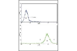 Flow cytometric analysis of K562 cells using MDH2 Antibody (Center)(bottom histogram) compared to a negative control cell (top histogram)FITC-conjugated goat-anti-rabbit secondary antibodies were used for the analysis. (MDH2 Antikörper  (AA 86-115))