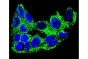 Confocal immunofluorescent analysis of ACADM antibody with HepG2 cells followed by Alexa Fluor 488-conjugated goat anti-rabbit lgG (green). (Medium-Chain Specific Acyl-CoA Dehydrogenase, Mitochondrial (MCAD) (AA 189-217) Antikörper)