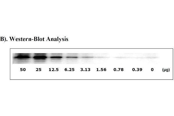 STAT3 ELISA Kit