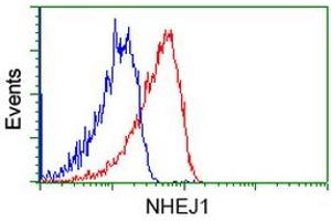 Image no. 2 for anti-Nonhomologous End-Joining Factor 1 (NHEJ1) antibody (ABIN1499730) (NHEJ1 Antikörper)