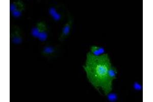 Anti-IL1F6 mouse monoclonal antibody (ABIN2453185) immunofluorescent staining of COS7 cells transiently transfected by pCMV6-ENTRY IL1F6 (RC219328). (IL36A/IL1F6 Antikörper)