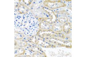 Immunohistochemistry of paraffin-embedded rat kidney using OGFR antibody (ABIN5974255) at dilution of 1/100 (40x lens). (OGFR Antikörper)