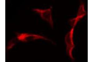 ABIN6274628 staining Hela cells by IF/ICC. (COL25A1 Antikörper  (N-Term))