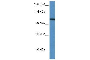 Western Blot showing VCL antibody used at a concentration of 1 ug/ml against HepG2 Cell Lysate (Vinculin Antikörper  (C-Term))