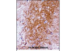 Mouse Ntrk2 Antibody (Center) ((ABIN657851 and ABIN2846812))immunohistochemistry analysis in formalin fixed and paraffin embedded mouse brain tissue followed by peroxidase conjugation of the secondary antibody and DAB staining. (TRKB Antikörper  (AA 343-372))