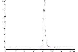Size-exclusion chromatography-High Pressure Liquid Chromatography (SEC-HPLC) image for Tumor Necrosis Factor Receptor Superfamily, Member 13C (TNFRSF13C) (AA 10-71) protein (Fc Tag) (ABIN7273917)