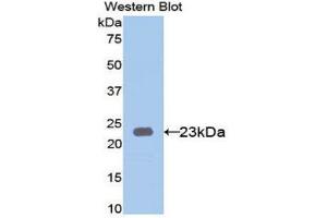 Western Blotting (WB) image for anti-Keratin 23 (KRT23) (AA 243-382) antibody (ABIN1171784)