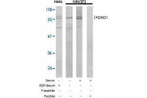 Western blot analysis of extract from Hela and NIH/3T3 using FOXO1 polyclonal antibody  .