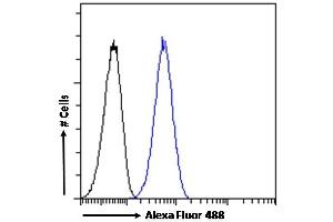 (ABIN570827) Flow cytometric analysis of paraformaldehyde fixed HeLa cells (blue line), permeabilized with 0.
