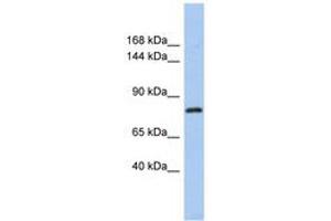 Image no. 1 for anti-Kelch-Like 32 (KLHL32) (C-Term) antibody (ABIN6741138) (KLHL32 Antikörper  (C-Term))