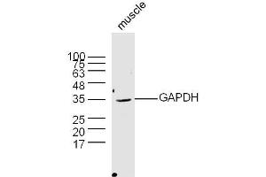 Mouse muscle lysates probed with Rabbit Anti-GAPDH Polyclonal Antibody  at 1:300 overnight at 4˚C. (GAPDH Antikörper  (AA 101-200))