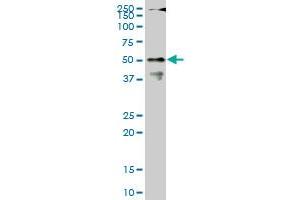 CPSF6 monoclonal antibody (M07), clone 1C5. (CPSF6 Antikörper  (AA 37-136))