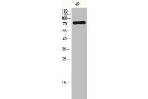 Western Blot analysis of KB cells using FSHR Polyclonal Antibody (FSHR Antikörper  (Internal Region))