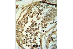 C19orf18 Antibody (Center) (ABIN653783 and ABIN2843070) IHC analysis in formalin fixed and paraffin embedded testis tissue followed by peroxidase conjugation of the secondary antibody and DAB staining. (C19orf18 Antikörper  (AA 140-168))