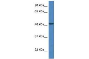 Image no. 1 for anti-Calcium Binding Protein 39-Like (CAB39L) (AA 51-100) antibody (ABIN6746902) (CAB39L Antikörper  (AA 51-100))