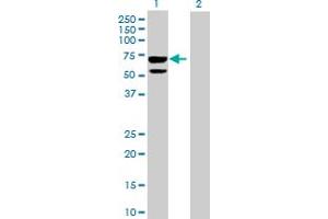 Western Blot analysis of CLUL1 expression in transfected 293T cell line by CLUL1 MaxPab polyclonal antibody.