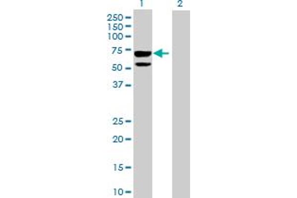 CLUL1 antibody  (AA 1-466)