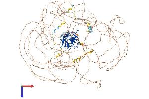 NKTR Protein (AA 1-1453) (His tag)
