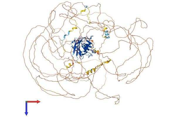 NKTR Protein (AA 1-1453) (His tag)