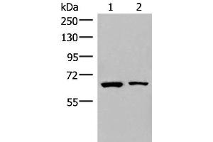 Western blot analysis of Raji and PC3 cell lysates using ZNF85 Polyclonal Antibody at dilution of 1:400 (ZNF85 Antikörper)