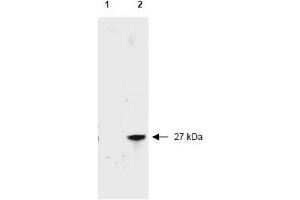 Image no. 1 for anti-Red Fluorescent Protein (RFP) antibody (Biotin) (ABIN401226) (RFP Antikörper  (Biotin))