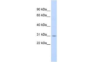 NFKBIA antibody (70R-10440) used at 0. (NFKBIA Antikörper  (N-Term))