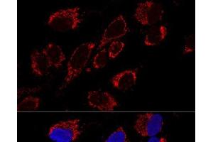 Confocal immunofluorescence analysis of U2OS cells using MRPS31 Polyclonal Antibody at dilution of 1:200. (MRPS31 Antikörper)