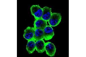 Immunofluorescence (IF) image for anti-Myelin Basic Protein (MBP) antibody (ABIN2938805)