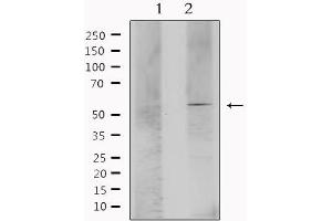 Western blot analysis of extracts from mouse brain, using ESRRA Antibody. (ESRRA Antikörper  (Internal Region))
