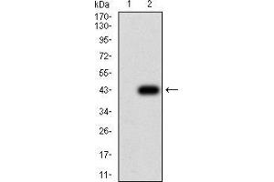 Western blot analysis using KRT10 mAb against HEK293 (1) and KRT10 (AA: 345-454)-hIgGFc transfected HEK293 (2) cell lysate.