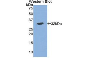 Western Blotting (WB) image for anti-Plasminogen Activator Inhibitor 2 (SERPINB2) (AA 68-313) antibody (ABIN1860121) (SERPINB2 Antikörper  (AA 68-313))