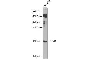 Western blot analysis of extracts of BT-474 cells, using CST4 antibody (ABIN6127736, ABIN6139152, ABIN6139153 and ABIN6224140) at 1:1000 dilution. (CST4 Antikörper  (AA 21-141))