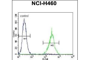 SOX1 Antibody (N-term) (ABIN655709 and ABIN2845160) flow cytometric analysis of NCI- cells (right histogram) compared to a negative control cell (left histogram).
