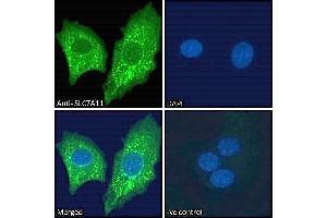 Immunofluorescence (IF) image for anti-Solute Carrier Family 7, (Cationic Amino Acid Transporter, Y+ System) Member 11 (SLC7A11) (Internal Region) antibody (ABIN190899)