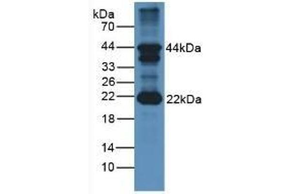 FSHB anticorps  (AA 21-129)