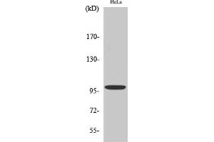Western Blot analysis of various cells using Catenin-α E/N Polyclonal Antibody diluted at 1:500.