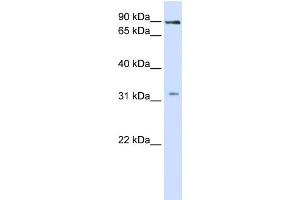 WB Suggested Anti-LRRC8B Antibody Titration:  1 ug/ml  Positive Control:  Fetal liver cell lysate (LRRC8B Antikörper  (Middle Region))