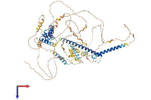 MLXIPL Protein (AA 1-864) (His tag)