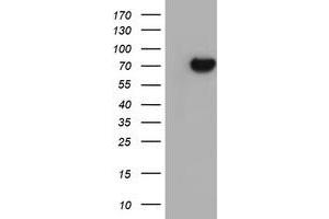 Western Blotting (WB) image for anti-Sec1 Family Domain Containing 1 (SCFD1) antibody (ABIN1500818) (SCFD1 Antikörper)