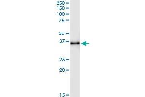 Immunoprecipitation of STX11 transfected lysate using anti-STX11 MaxPab rabbit polyclonal antibody and Protein A Magnetic Bead , and immunoblotted with STX11 purified MaxPab mouse polyclonal antibody (B01P) . (Syntaxin 11 Antikörper  (AA 1-287))