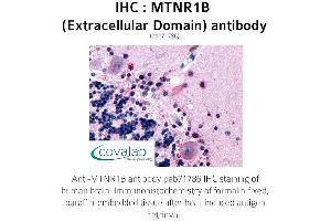 Image no. 1 for anti-Melatonin Receptor 1B (MTNR1B) (3rd Extracellular Domain) antibody (ABIN1737118) (Melatonin Receptor 1B Antikörper  (3rd Extracellular Domain))
