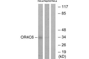 Western blot analysis of extracts from HeLa cells and HepG2 cells, using OR4C6 antibody. (OR4C6 Antikörper  (Internal Region))