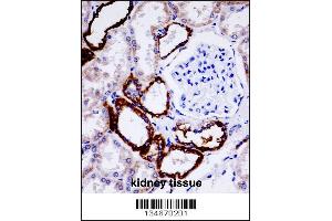 UMOD Antibody immunohistochemistry analysis in formalin fixed and paraffin embedded human kidney tissue followed by peroxidase conjugation of the secondary antibody and DAB staining. (Uromodulin Antikörper  (AA 352-380))