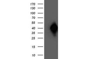 Western Blotting (WB) image for anti-N-Acyl Phosphatidylethanolamine phospholipase D (NAPEPLD) antibody (ABIN1499645) (NAPEPLD Antikörper)