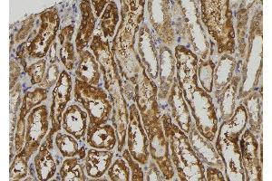 ABIN6275405 at 1/100 staining Human kidney tissue by IHC-P. (NDRG3 Antikörper  (Internal Region))