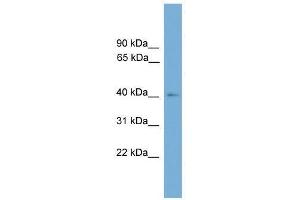 THEG antibody used at 0. (THEG Antikörper  (Middle Region))