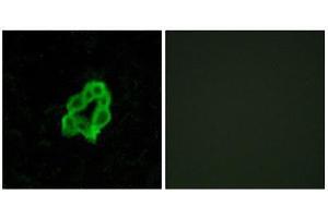 Immunofluorescence (IF) image for anti-Brain-Specific Angiogenesis Inhibitor 1 (BAI1) (Internal Region) antibody (ABIN5978285) (BAI1 Antikörper  (Internal Region))