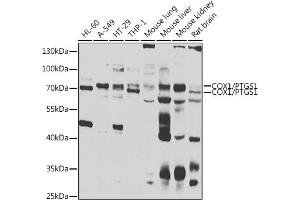 Western blot analysis of extracts of various cell lines, using COX1/COX1/PTGS1 antibody (ABIN6130124, ABIN6146413, ABIN6146414 and ABIN6223187) at 1:1000 dilution. (PTGS1 Antikörper  (AA 1-180))