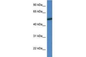 Image no. 1 for anti-Mitogen-Activated Protein Kinase 10 (MAPK10) (AA 25-74) antibody (ABIN6746529) (MAPK10 Antikörper  (AA 25-74))