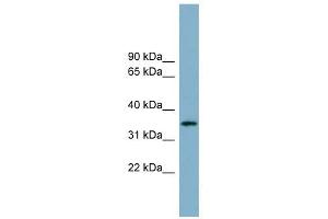 ApoH antibody used at 1 ug/ml to detect target protein. (APOH Antikörper)